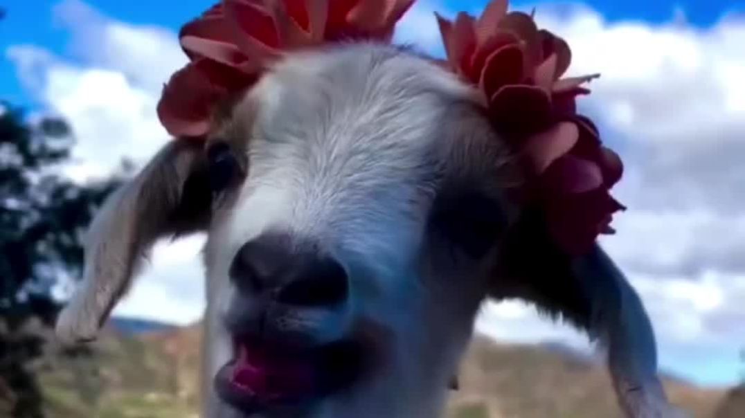 ⁣New comady video viral