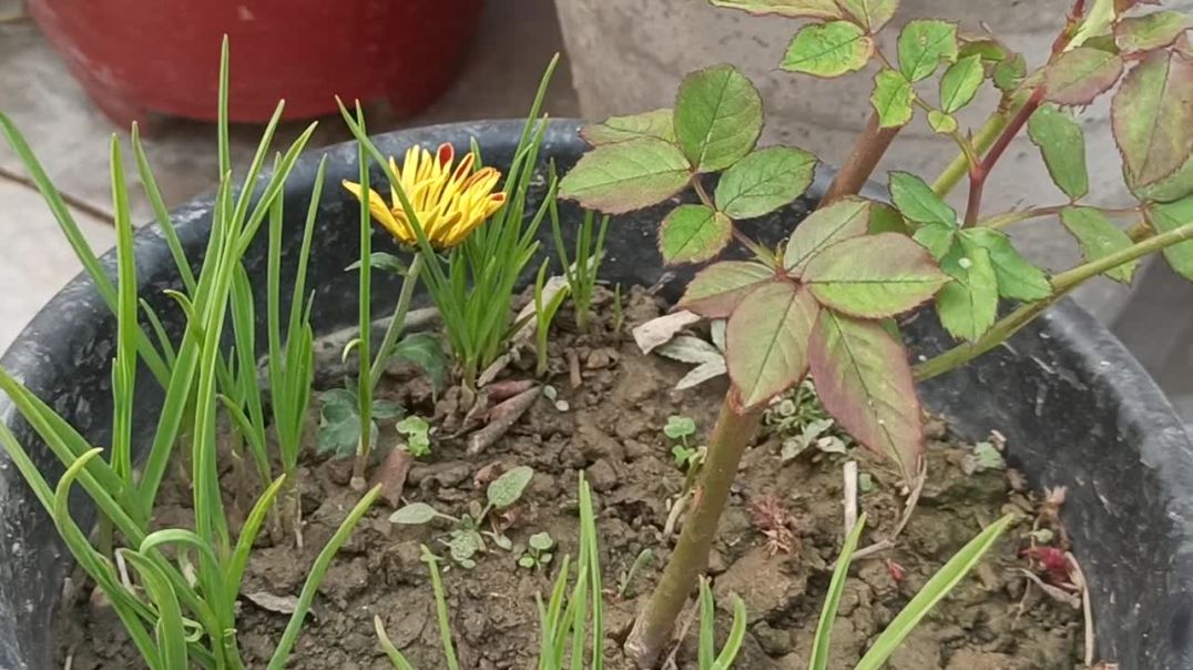 ⁣Lahsun ka paudha #garden #gardning #Plantlover