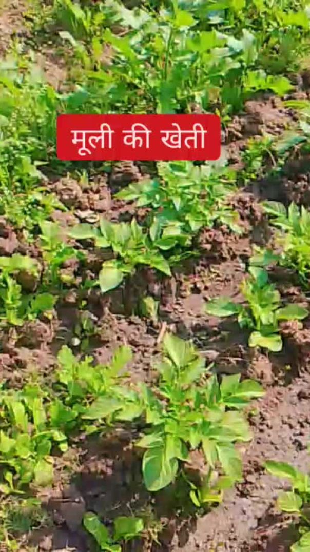 मूली का पौधा