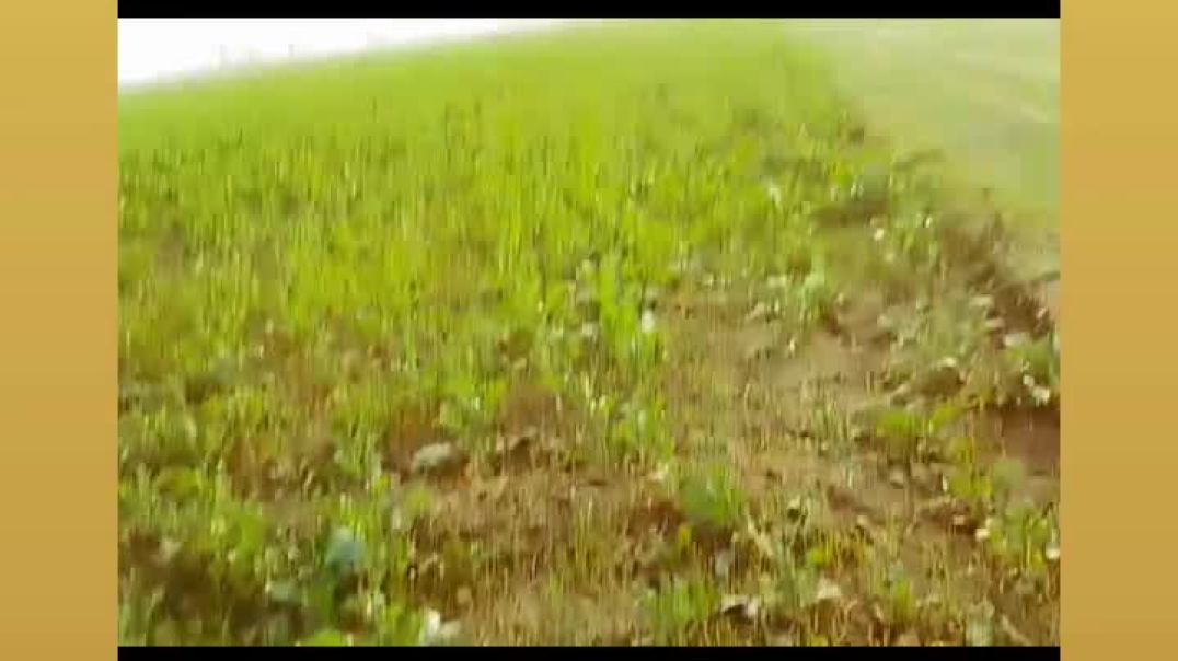 VID_20251130_042127_142