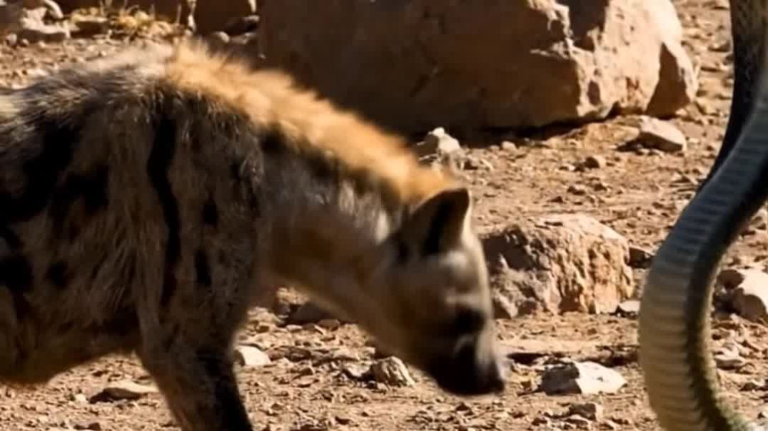 ⁣Snake vs Lakadbagha