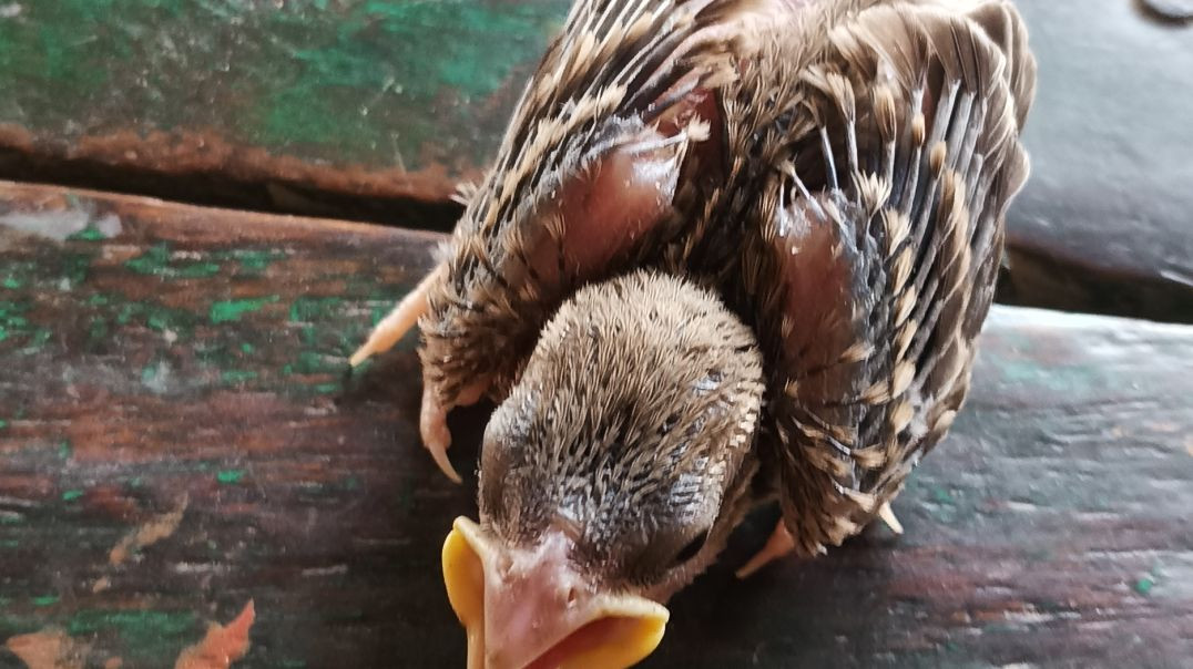 ⁣I_love_you_maa_❤️_#trending__#explorepage__#viral