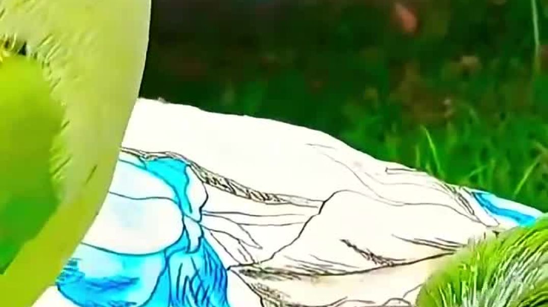 ⁣Ringneck_Parrot_Greeting_Babies_#shorts_#talkingparot_#funny_#cute_#comedy(720p)