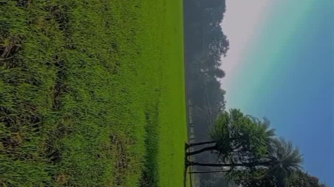 Hi 1650 gehu , uttam pedavaar.