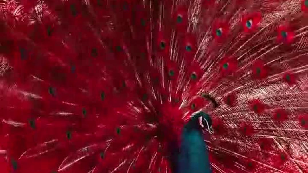 ⁣Beautiful peacock