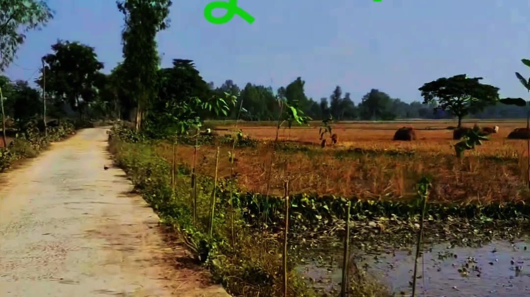 chinidepur ki nechar