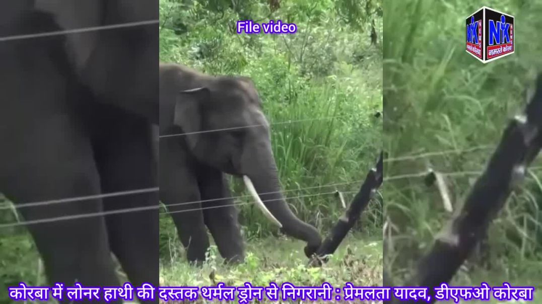 ⁣कोरबा में लोनर हाथी की दस्तक थर्मल ड्रोन से निगरानी _ प्रेमलता यादव,डीएफओ कोरबा