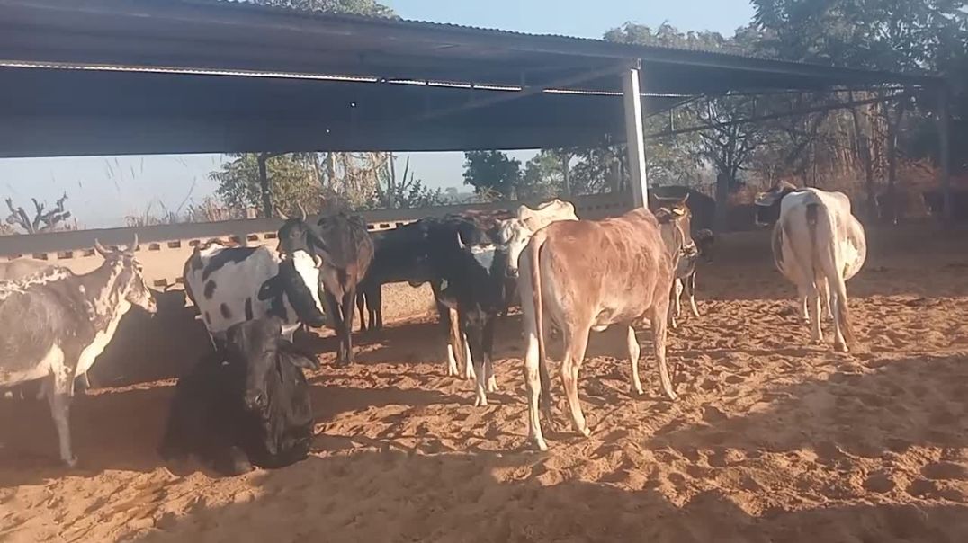 ⁣गांव में गौशाला गो शाला बलोक विडियो