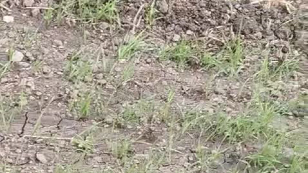 ⁣VID-20251125-WA0002