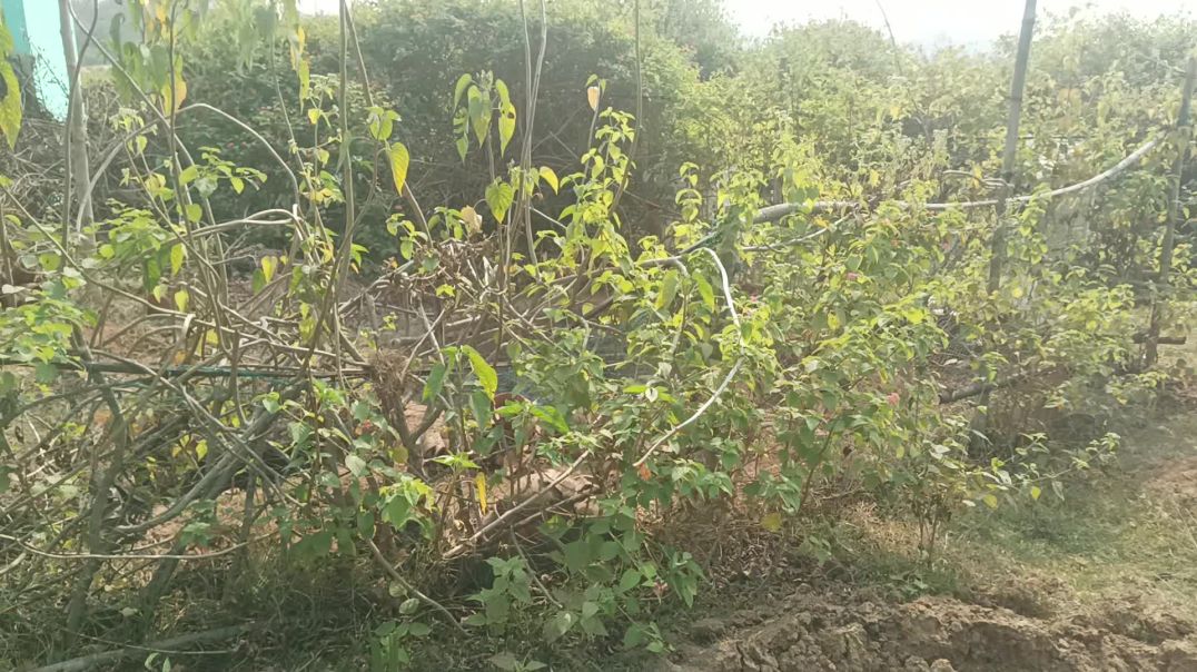 ⁣Atoplay बिना seo के rank पूरा केसे हो जाता है 2025