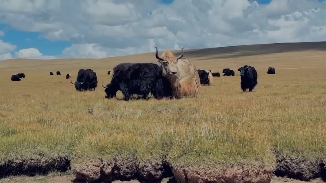 ⁣Fox & Pig full masti #fox#pig#Rajuda