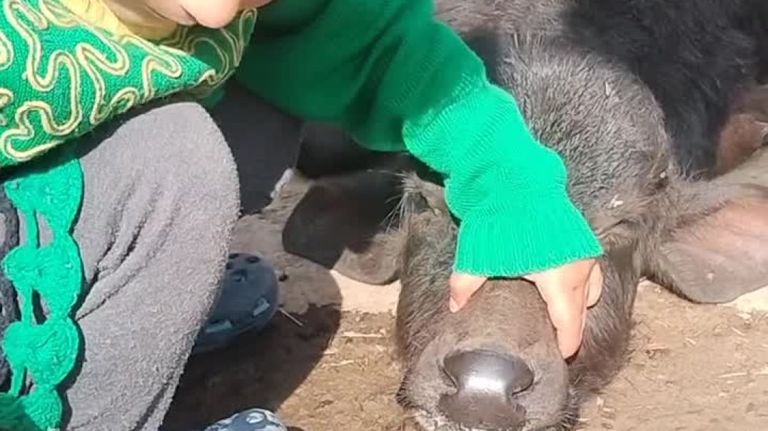 ⁣Bachi ne brush krwaya apna bhesh ke bache ko 😂😯 | बची ने अपना ब्रश करवाया भेस के बच्चे को 😂