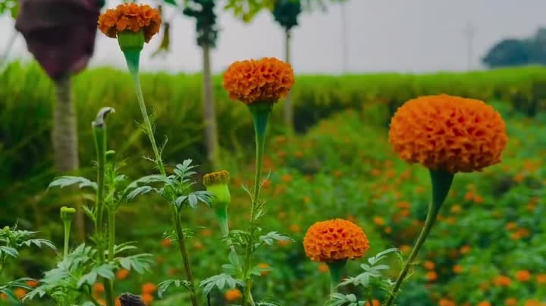 pk_villagers73_14040817_000025549