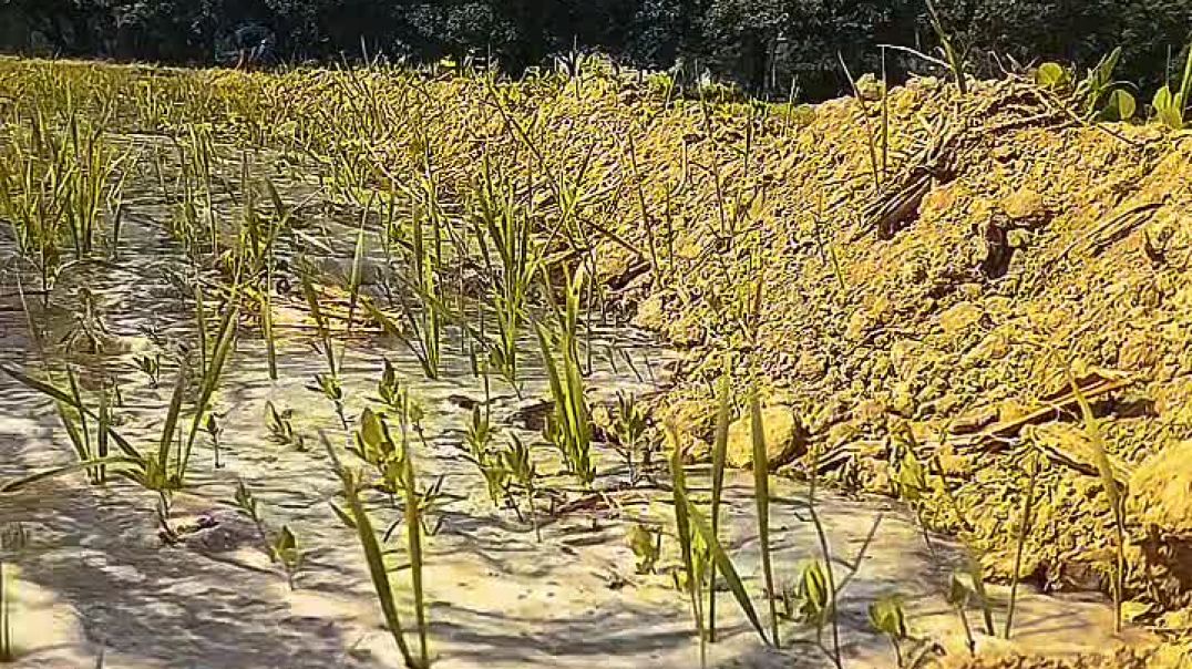 ⁣Desi farmer video 📷📸