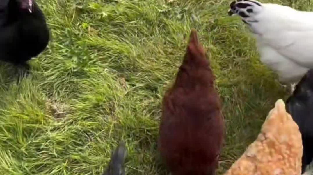 ⁣DESI MURGI FARMING Murgi Farming में ये गलती मत करना! Beginners 90% यही करते हैं  Desi Murgi ka Fast