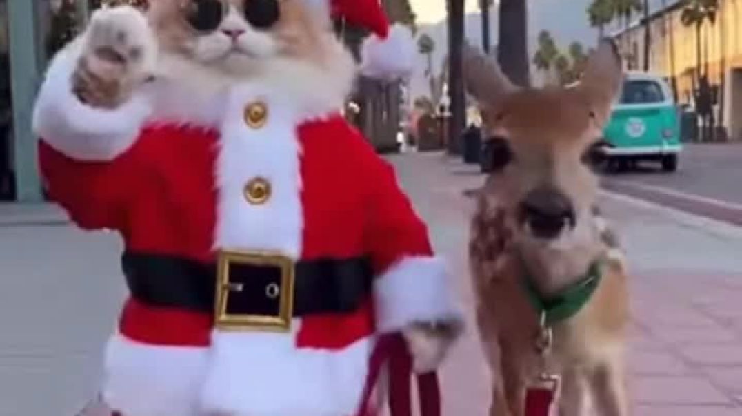 ⁣Christmas🎄🎁 cat video 😄