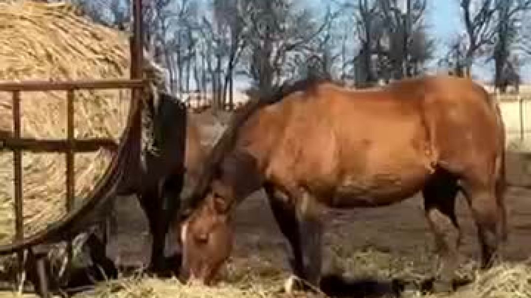 ⁣Just a cat and her farm crew 😂
