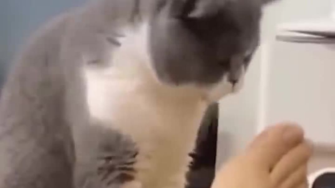 ⁣Funniest_Cats_and_Dogs_🐶🐱___Funny_Animal_Videos_#9(720p)