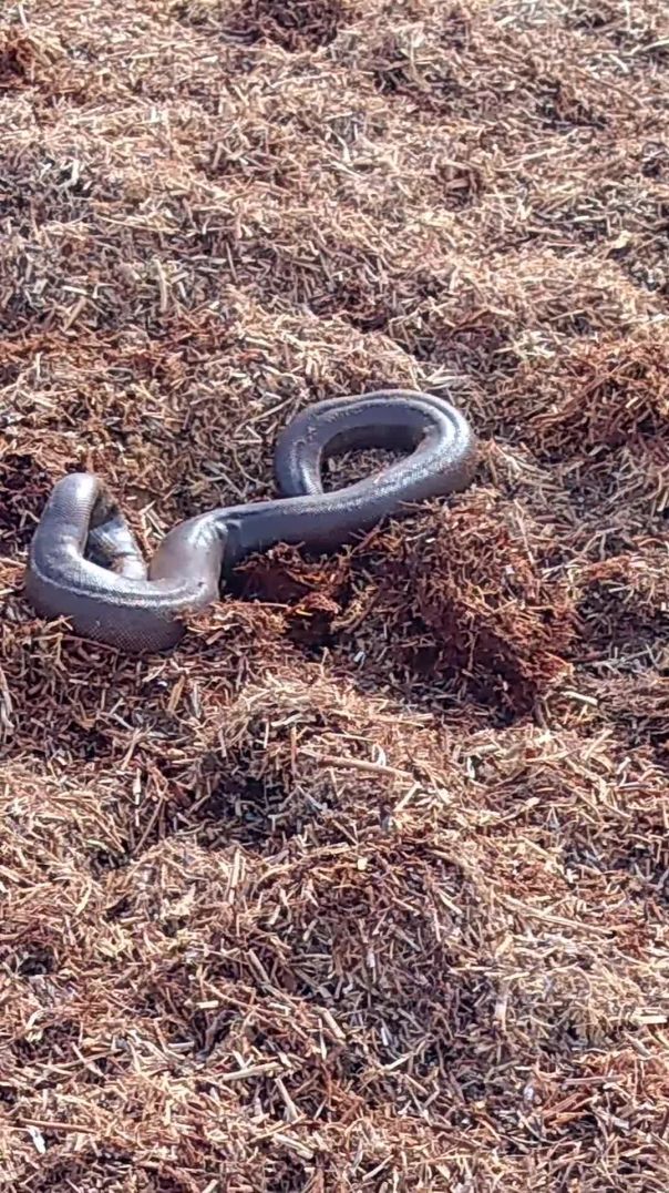 #2026 #2025 #funny #video #new