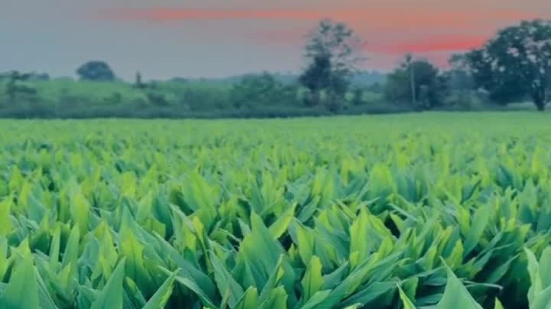 कॉपी करायची नाय 🔝🤙🏻💯❤️_🔥