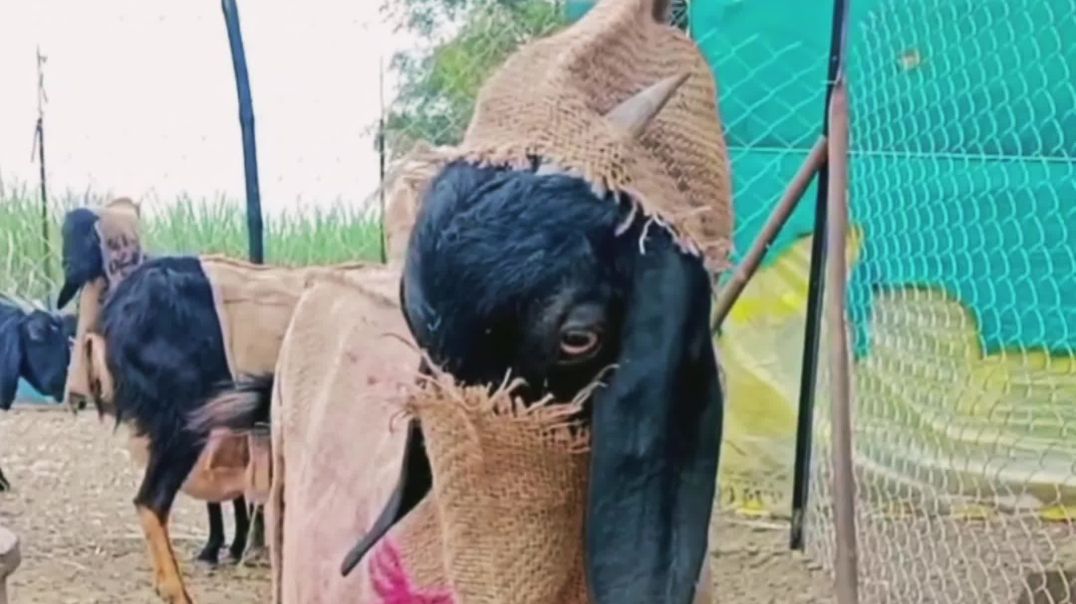 ⁣Wait for the end 😂 #comdinvideo # viralvideo