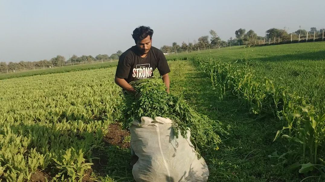 ⁣Aaj to bheso ke liye barsi or khar  full vlog