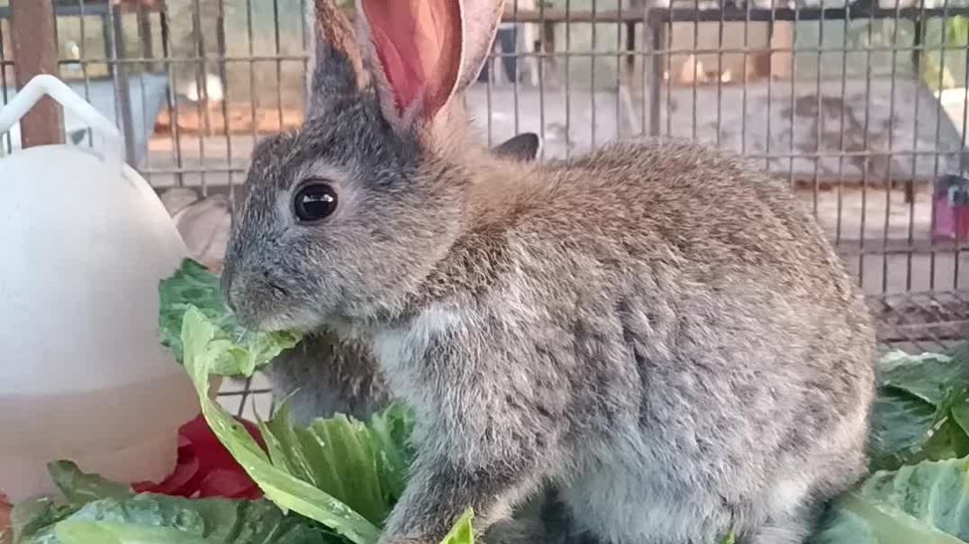 ⁣Rebit in rajaji park