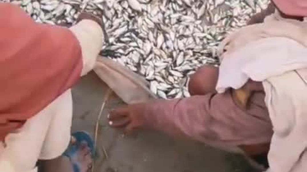 ⁣#vip_Mithun_Kumar77_fish_🐠🐠🐠🐟🐟🐟🐠🐠🐟🐟🐠🐠🐟(480p)