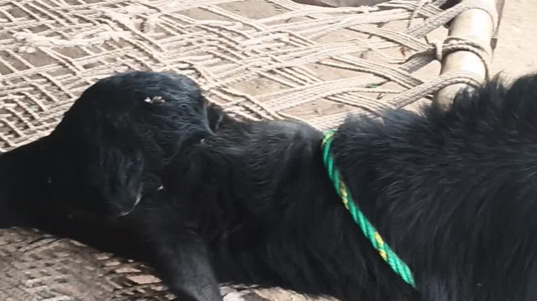 video_20251128_154316