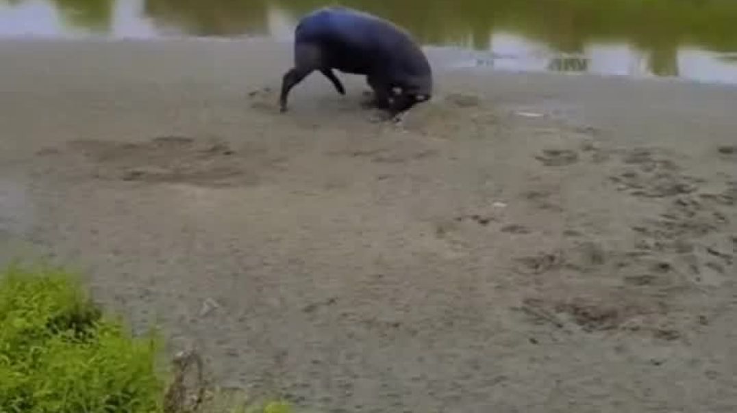 VID_20251211_111203_292