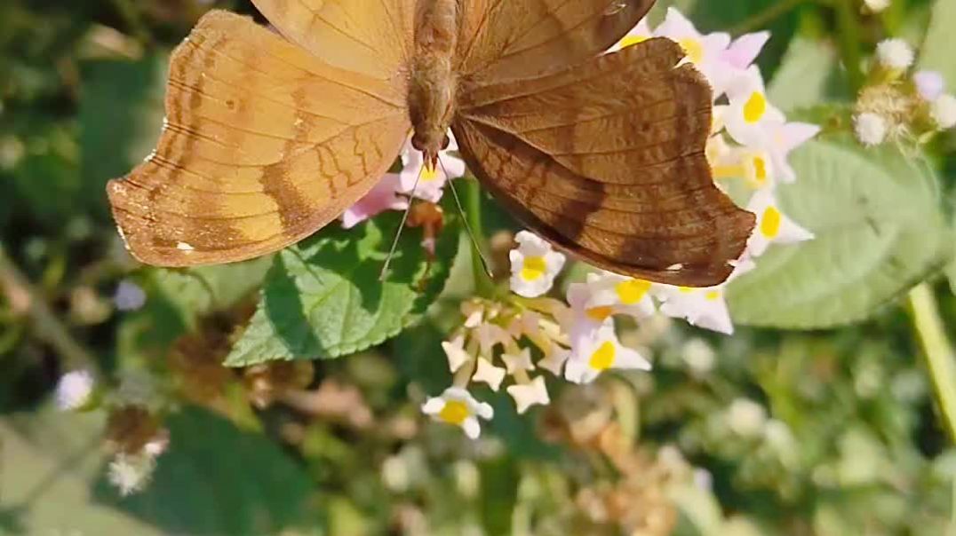 video_20251215_184331_edit