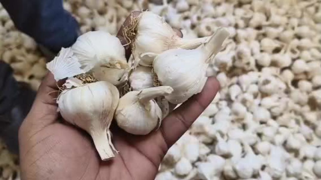 ⁣Garlic mandi rate