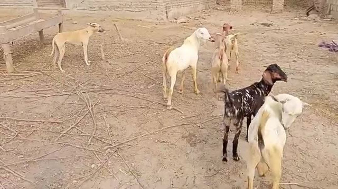 ⁣🥵Uff_😱_OMG_impossible_goat_and_dog_meeting(360p)