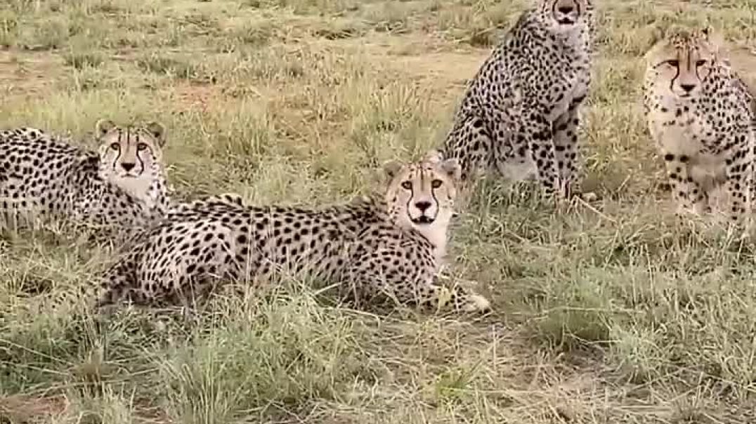 ⁣Would You Pet a Cheetah in Africa?