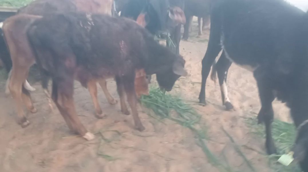 ⁣गो सेवा बलोक गौ माता ग्रामीण गौशाला