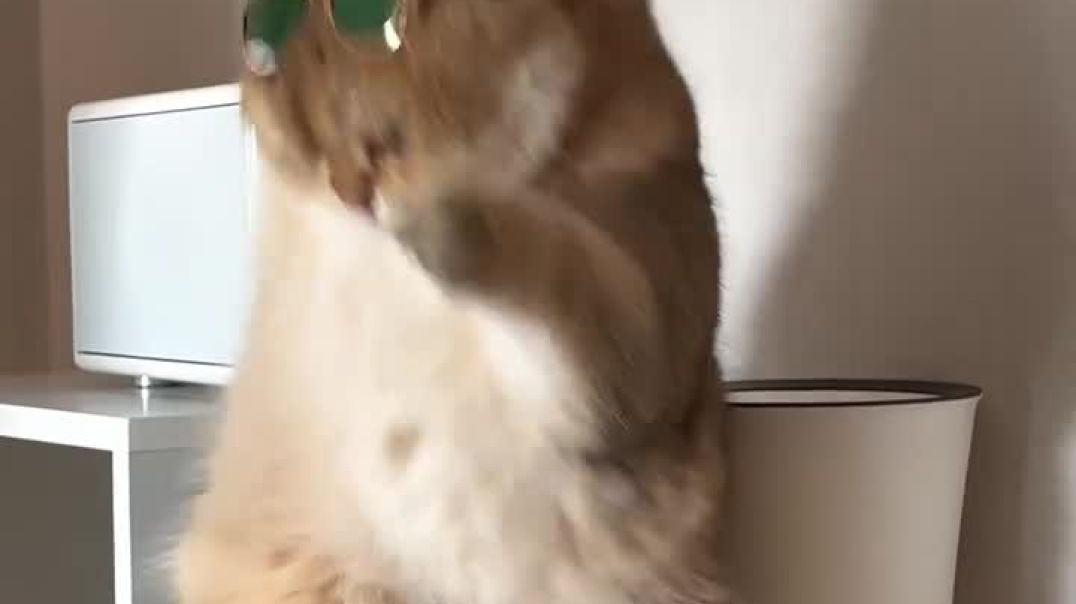 ⁣Funny cat video 😂😂