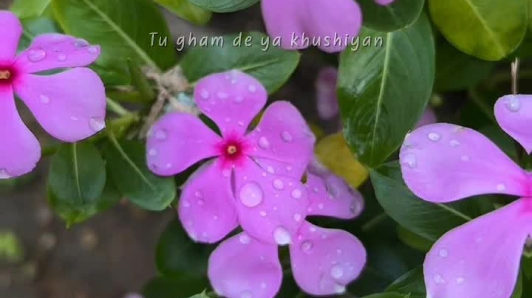 VID_20251211_055614_740