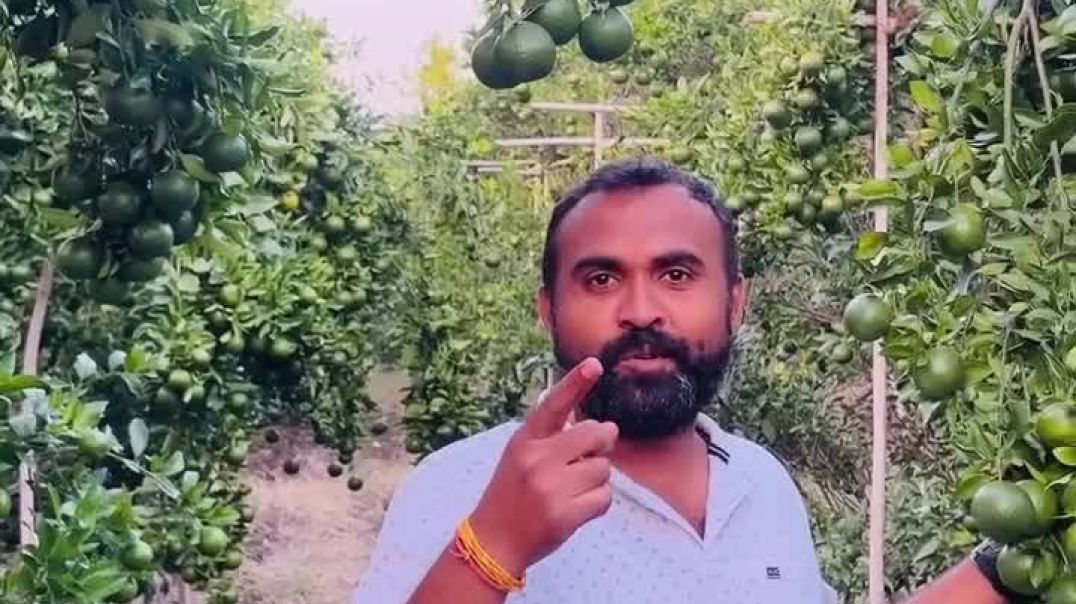 ⁣मेहनतीने उभं केलेलं स्वप्न…🤘🏻 आणि जिद्दीने जपलेली ही बाग…👨🏻_🌾 🍊 #bagayatdar #krish_creatio