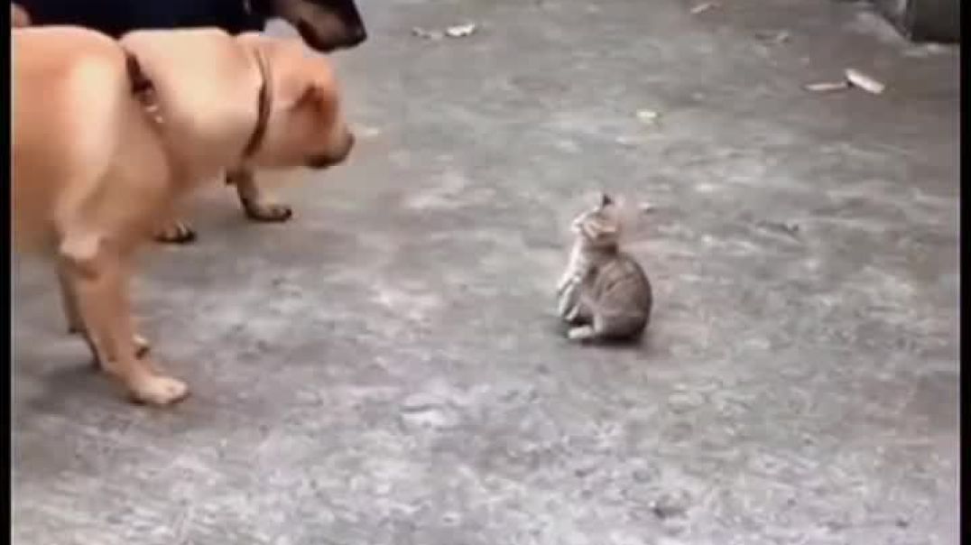 ⁣Funny dog reaction 🤣🤣