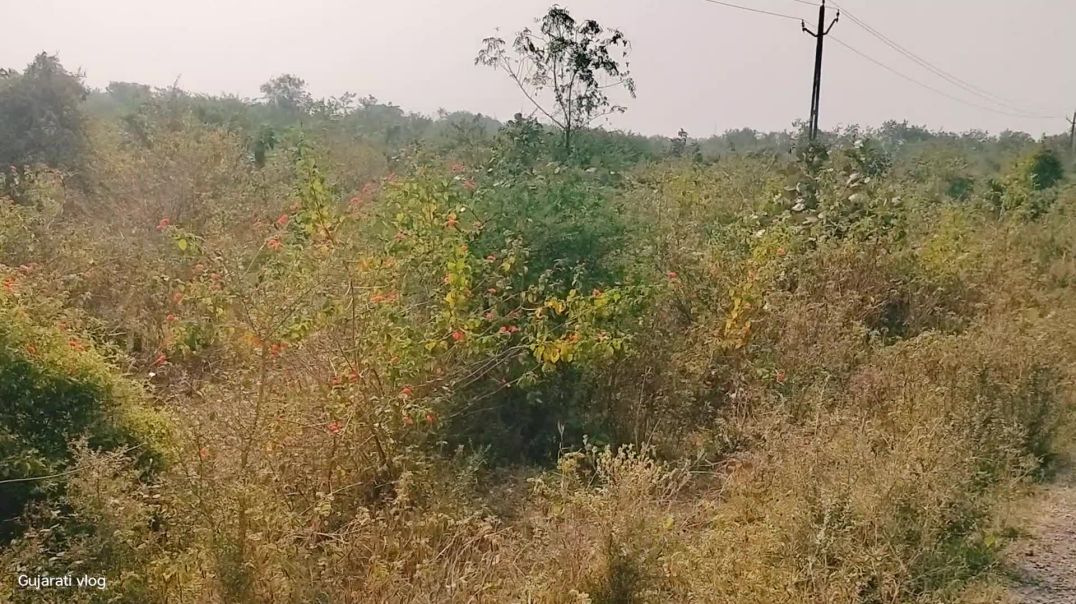 ⁣વાડી યે જાવામા બખેડા #vairal #comediy