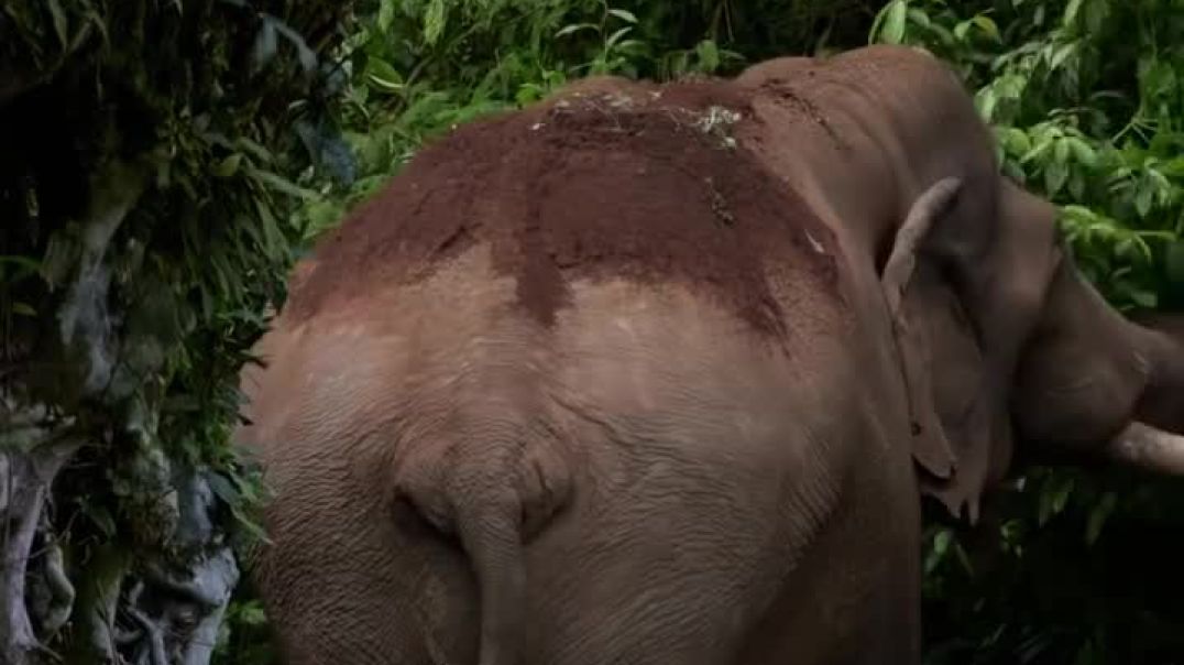 ⁣Wildlife in India is pure magic ✨ every moment in the jungle feels alive