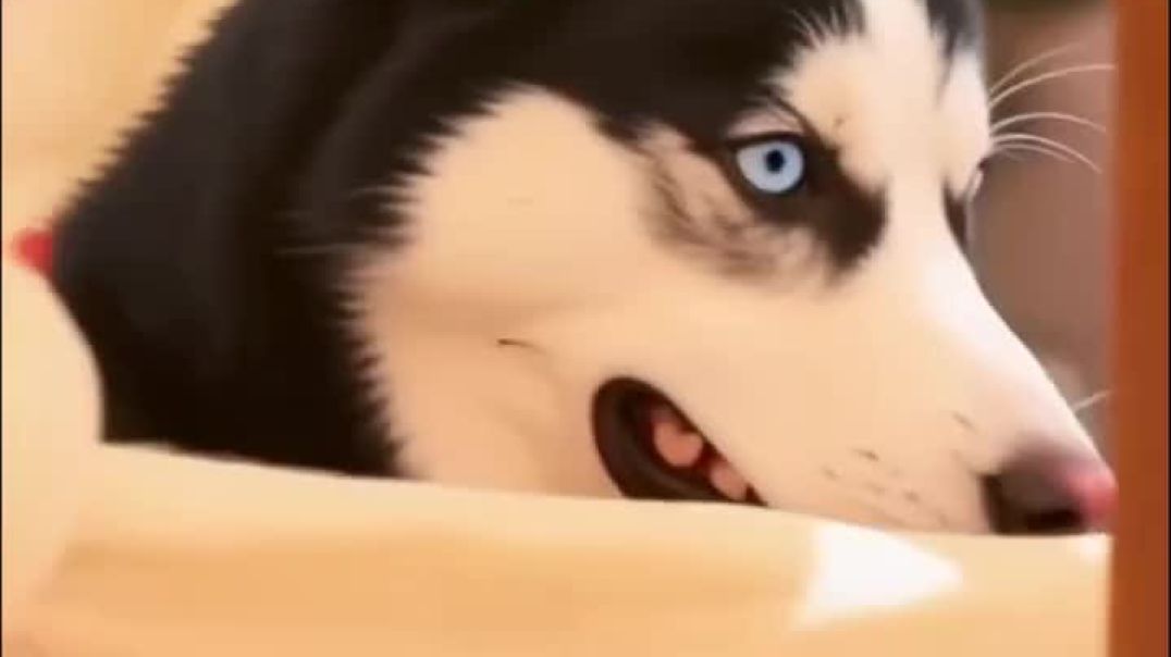 ⁣Husky dance 😎