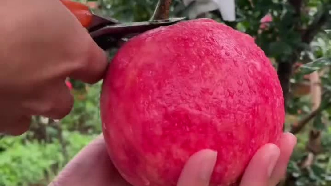 ⁣Pomegranate fruit 🍑🍑🍑🍑🍑