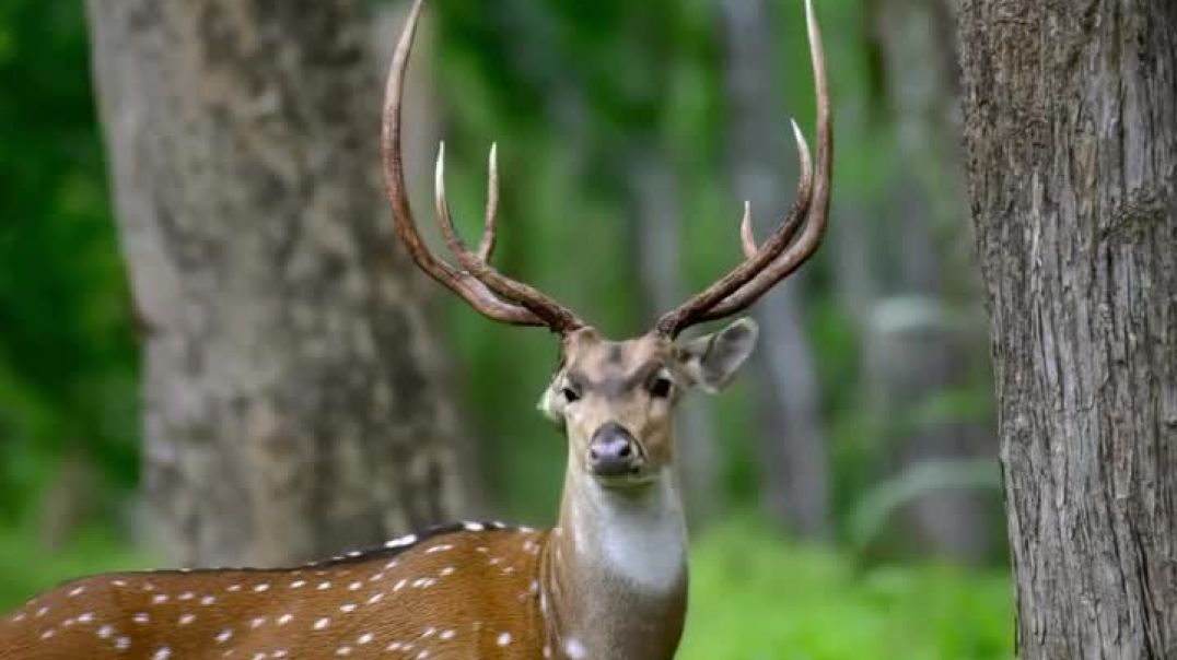 ⁣Wings, wild calls, and untamed beauty every frame tells nature’s story