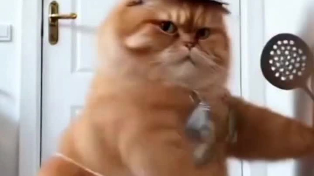 ⁣Funny cat video, 😂😂