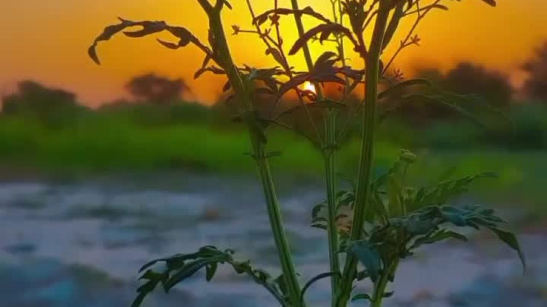 VID_87090727_100013_213