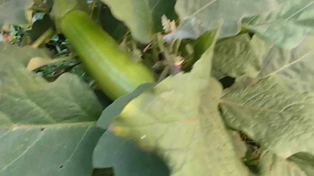 ⁣Koto sundor sabji bagan. কত সুন্দর সবজি বাগান।