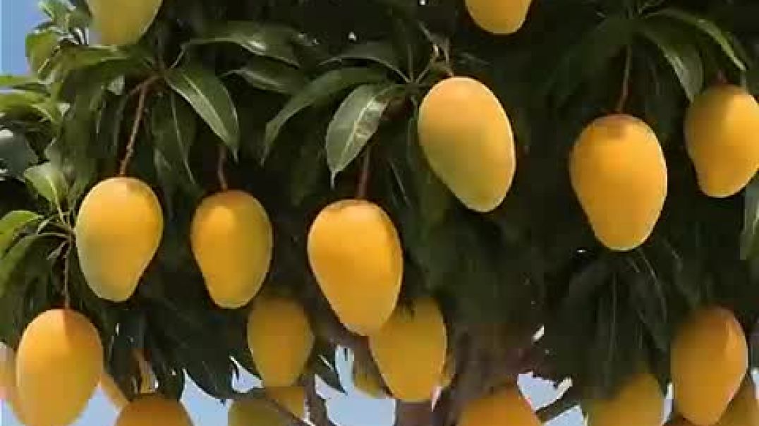 ⁣The_elephant_saved_the_mango_tree_from_drying_up_by_watering_it_😭_#ai_#tree_#save_#water(480p)