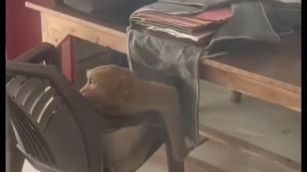 ⁣Monkesh Bhai ATTACKED 😳 | Kele se Hamla | Sachai Bahar