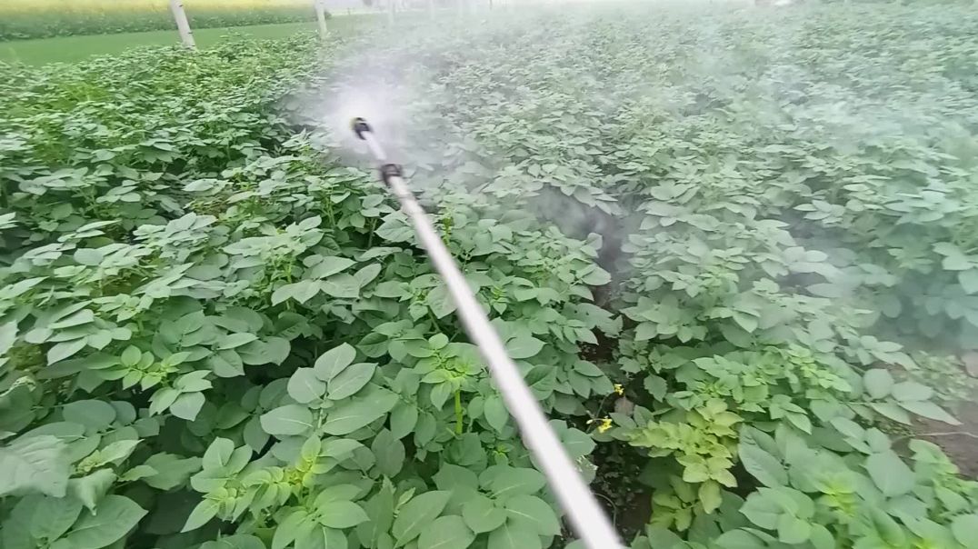 ⁣आलू की खेती में पहला स्प्रे और फैंगिसाइड का प्रयोग कब करे